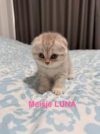 British Korthaar Lilac Silver Shaded kittens to sale, Dieren en Toebehoren, Katten en Kittens | Raskatten | Langhaar, Meerdere dieren