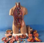Menselijk Lichaam Torso 55cm Model / Anatomie Biologie Mens, Verzenden, Nieuw