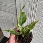 Anthurium variegata, Ophalen of Verzenden, Overige soorten, Minder dan 100 cm