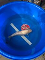SuperSpecial - Shiro Muji - Oya 🇯🇵- YoungSansai - 48+cm, Karper of Koi