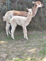 Te koop Alpaca merrie met aan de voet n Alpaca merrie, Juni, Vrouwelijk
