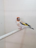 Majoor putter, Dieren en Toebehoren, Vogels | Overige Vogels, Vrouwelijk, Wildzangvogel