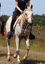 Goed gereden Arabische ruin, Dieren en Toebehoren, Pony's, Ruin, E pony (1.48m - 1.57m), 7 tot 10 jaar