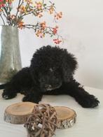 Schattig Poedel mix pupje, Dieren en Toebehoren, Poedel, 8 tot 15 weken, Teef, CDV (hondenziekte)