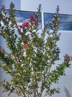 Lagerstroemia op stam, Tuin en Terras, Planten | Bomen, 100 tot 250 cm, Zomer, Ophalen, Volle zon