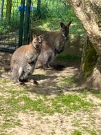 Wallaby’s  wallaby, Mannelijk, Overige typen, Tam