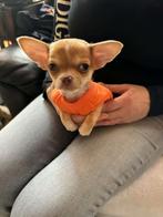 Chihauha reutje kortharige, Dieren en Toebehoren, België, Particulier, Rabiës (hondsdolheid), Reu