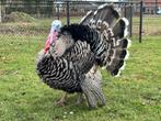 Broedeieren Narragansett kalkoen, Dieren en Toebehoren, Pluimvee, Geslacht onbekend, Kalkoen