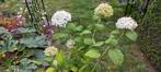 Hortensia Annabelle 6 euro, Vaste plant, Halfschaduw, Zomer, Ophalen