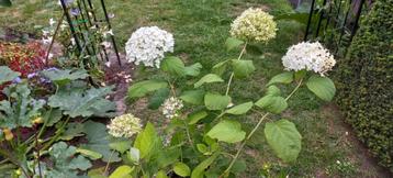 Hortensia Annabelle 6 euro beschikbaar voor biedingen
