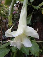 Brugmansia madamme de pompadour, Volle zon, Vaste plant, Zomer, Ophalen