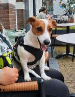 Jack Russells, Dieren en Toebehoren, Honden | Jack Russells en Terriërs, Rabiës (hondsdolheid), Jack Russell Terriër, Teef, Eén hond