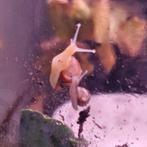 Afrikaanse reuzenslak /agaatslak babies White Jade en Wild, Dieren en Toebehoren, Reptielen en Amfibieën, Amfibie, 0 tot 2 jaar