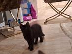 Kittens maine coon kruising siamees kitten poesje, Dieren en Toebehoren, Poes