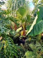washingtonia rubusta, Ophalen of Verzenden, Overige soorten, Volle zon