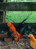 Haan, Dieren en Toebehoren, Pluimvee, Mannelijk, Kip