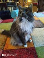 Kattenoppas gezocht, Diensten en Vakmensen, Particuliere oppas