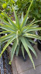 Aloe Vera planten, eetbaar, Volle zon, Vaste plant, Zomer, Ophalen