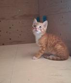Rode Kitten (kater), Dieren en Toebehoren, Kater