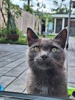 Kat 3 jaar kruising gecastreerd