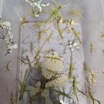 Eitjes en nimfen Diapherodes gigantea, Dieren en Toebehoren, Insecten en Spinnen, Wandelende tak