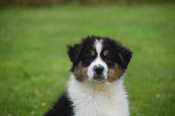 Australische herder pups beschikbaar voor biedingen