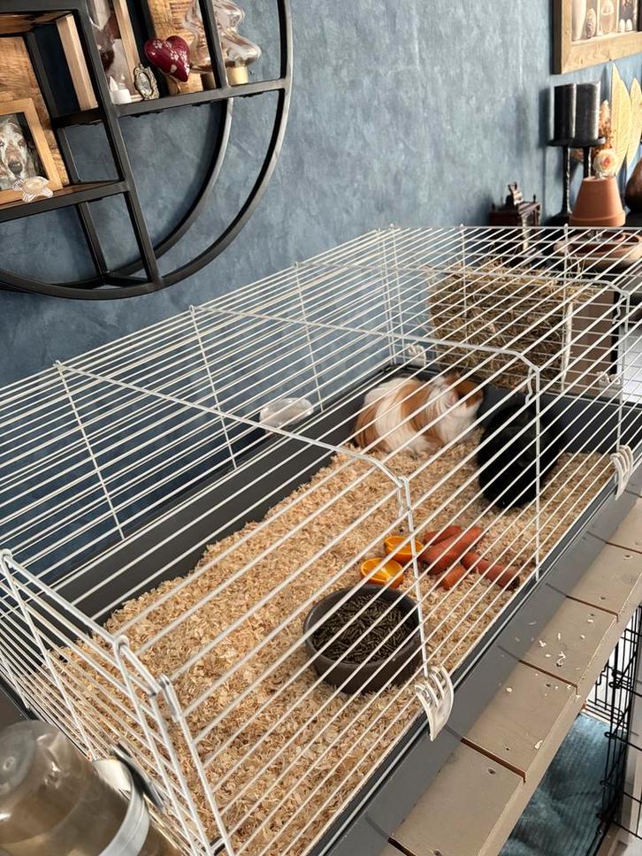 2 cavia,s (4 jaar) inclusief voer , zaagsel en hooi, Dieren en Toebehoren, Knaagdieren, Vrouwelijk, Cavia, April, Tam