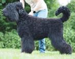 Zwarte russische terrier puppies, Particulier, Rabiës (hondsdolheid), Overige rassen, 8 tot 15 weken