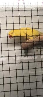 Halsbandparkiet, Dieren en Toebehoren, Vogels | Parkieten en Papegaaien, Geslacht onbekend, Parkiet, Geringd