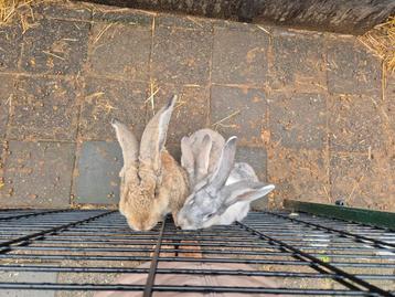 🐇 Vlaamse Reus koppels  beschikbaar voor biedingen