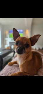 Gouden mandje gezocht, Dieren en Toebehoren, Honden | Chihuahua's en Gezelschapshonden, CDV (hondenziekte), Teef, Eén hond, Chihuahua