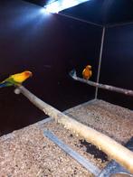 Zonparkieten bewezen te koop