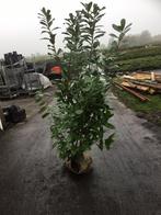 Prunus laur. Novita ( Laurier ), Ophalen, Zomer, Vaste plant, Overige soorten
