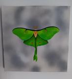Schilderij vlinder luna moth, Verzenden