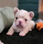 🥰Prachtige unieke combinatie x fluffy franse bulldog pups🥰, Dieren en Toebehoren, Bulldog, Meerdere, Meerdere dieren, Nederland