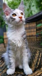 Elira – Maine Coon kitten met stamboom – stoer & lief poesje, Dieren en Toebehoren, Katten en Kittens | Raskatten | Langhaar, Poes