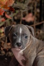 Gereserveerd per 30-10  20.30 u.:Mooie Engelse Stafford-pup, Dieren en Toebehoren, Honden | Jack Russells en Terriërs, Rabiës (hondsdolheid)