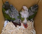 Super tamme baby Pyrrhura's, Dieren en Toebehoren, Geslacht onbekend, Parkiet, Geringd