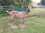 Bruin bonte geit, Dieren en Toebehoren, Vrouwelijk, Geit, 3 tot 5 jaar