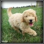 Labradoodle pups medium, Dieren en Toebehoren, Nederland, Overige rassen, 8 tot 15 weken, CDV (hondenziekte)