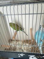 Koppels blackface parkieten, Meerdere dieren, Parkiet