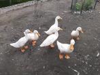 Pekingeenden, watervogels, Mannelijk, Eend