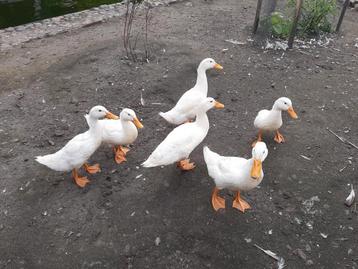 Pekingeenden, watervogels beschikbaar voor biedingen