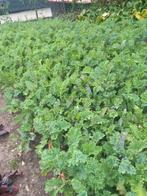 Boerenkool planten groene en rode, Tuin en Terras, Ophalen of Verzenden