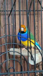 Koppel Gouldamadine, Dieren en Toebehoren, Vogels | Overige Vogels, Meerdere dieren, Tropenvogel