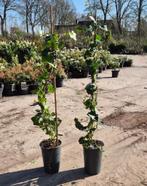 Hedera helix | Klimop, Tuin en Terras, Planten | Tuinplanten, Ophalen, Vaste plant, Bloeit niet, Halfschaduw