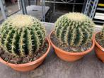 Cactus Echinocactus grusonii var. intermedius hort. 20cm pot, Huis en Inrichting, Kamerplanten, Ophalen of Verzenden