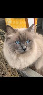 Ragdoll, Poes