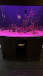Juwel Vision 260 Liter te koop, Dieren en Toebehoren, Vissen | Aquaria en Toebehoren, Ophalen of Verzenden, Zo goed als nieuw