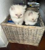 Ragdoll blue point mitted